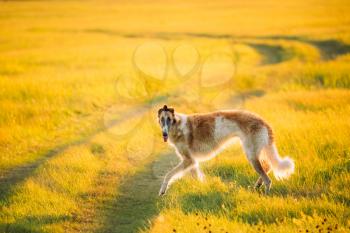 Russian Dog, Borzoi Running In Summer Sunset Sunrise Meadow Or Field. Rural Road