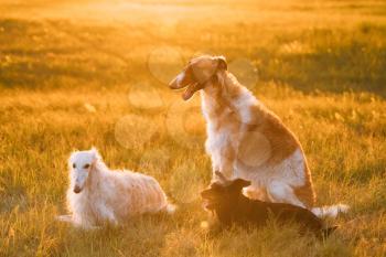 Small Size Black Mixed Breed Hunting Dog And Russian Greyhounds Borzois, Borzaya Sitting Together Outdoor In Summer Or Autumn Meadow Or Field Green Grass At Sunset Sunrise.