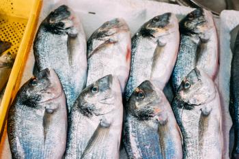 Close Up Of Delicious Fresh Gilt-head Bream Fish On Ice On Market Store Shop. Dorado Fish On Ice