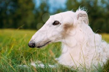 White Gazehound Hunting Dog Sit Outdoor In Summer Meadow Green Grass.