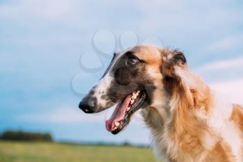 Close Up Head Of Borzoi Russian Dog, Borzoi In Summer Meadow Or Field At Evening