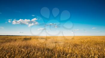 Yellow Wheat Ears Field On Blue Sunny Sky Background. Rich Harvest Wheat Field, Fresh Crop Of Wheat.