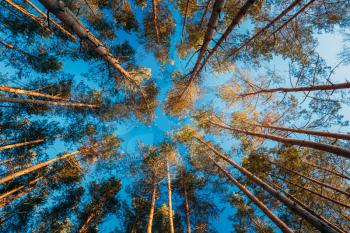 Canopy Of Tall Pine Trees. Upper Branches Of Woods In Coniferous Forest. Low Angle View
