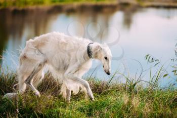 White Russian Borzoi, Borzaya Hunting Dog walking in meadow near river
