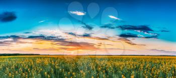 Panorama Sunset Sunrise Sky Over Horizon Of Spring Flowering Canola, Rapeseed, Oilseed Field Meadow Grass. Blossom Of Canola Yellow Flowers Under Dramatic Dawn Sky