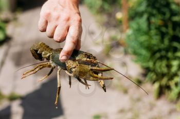 man holding wild Signal crayfish in hand