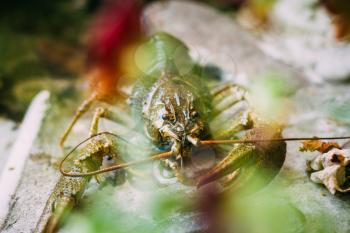 Wild Signal crayfish is sitting on a stone. Russian nature