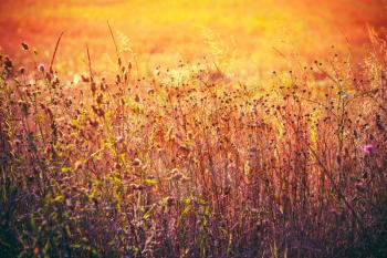 Autumn Grass On Meadow Close-Up With Bright Sunlight. Sunny Yellow Dry Grass Background. Toned Instant Photo