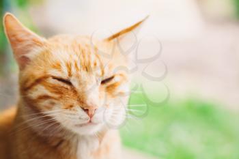 Red Kitten Cat Sleeps Outdoor In Summer Day