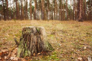 Stump In The Autumn Forest. Russian Nature  Fall Landscape