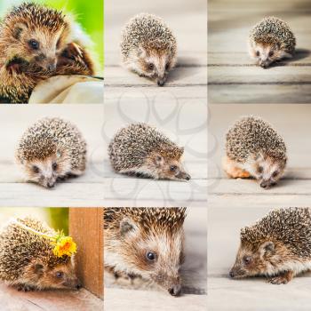Young Hedgehog On Wooden Floor Set Collage