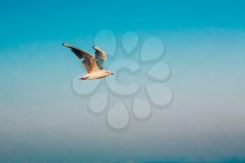 Flying Seagull Over Ocean On Clear Blue Sky Background