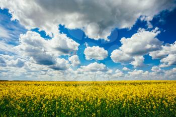 Green Field Blue Sky. Early Summer, Flowering Canola,  Rape, Rapeseed, Oilseed, Biodiesel Crop. Agricultural Background.