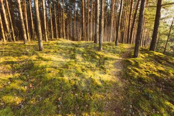 Day In Green Coniferous Forest, Autumn, Spring Time