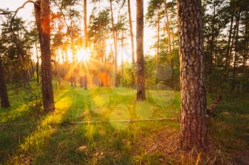 Sunbeams Pour Through Trees In Summer Autumn Forest At Sunset, Sunrise. Russian Nature