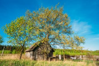 Russian Old Wooden Village House In Summer Sunny Day. Rural Landscape With Old Home Bright Blue Sky, Green Grass And Tree.