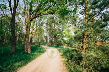 Beautiful Green Forest In Summer. Countryside Road, Path, Way, Lane, Pathway On Sunny Day In Spring Forest. Sunbeams Pour Through Trees. Russian Nature