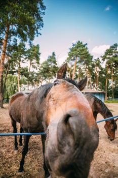 Funny Brown Horse Photographed A Wide Angle Lens