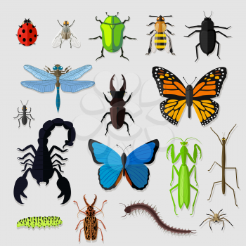 Set of various insects design flat. Bug and butterfly, ant and bee, spider and fly, ladybug and dragonfly, grasshopper wildlife, creature cockroach illustration