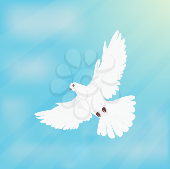 White dove soars in space design flat. White dove flying, white bird, white dove isolated, bird dove, white pigeon, dove feather, nature wing dove, free flight dove, soaring pigeon illustration