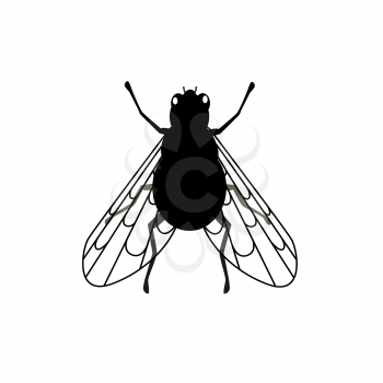 Fly close-up with transparent wings. Insect have the ability to fly with transparent wings, thin legs and antenna isolated on white background. Small annoying buzzing creature. Vector illustration