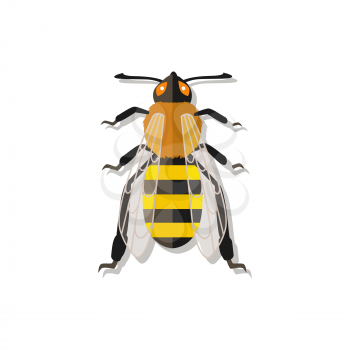 Vector honey bee queen cartoon. Isolated bee on white background