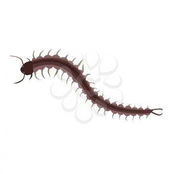 Centipede insect design flat isolated. Longest insect with many legs isolated on white background. Poisonous centipede with tentacles and antennas being of wildlife in flat style. Vector illustration