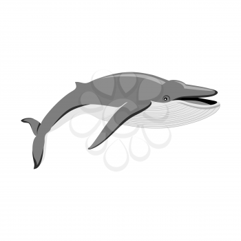 Black monochrome whale isolated on white background. Largest animal in world. Huge creating floating in the ocean or the sea. Big mammal whale with tail and fin living in water. Vector illustration
