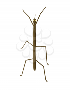 Stick insect or phasmids or ghost insects or walking sticks isolated on white. Stick-bugs engraved vector illustration