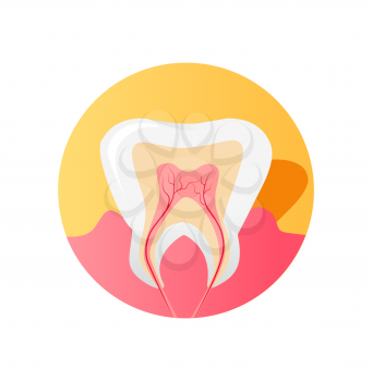 Icon of the tooth in a cut isolated on white background. Health tooth and dental healthy care, medicine human and design sign oral anatomy, nerve canal and root in tooth single, vector illustration