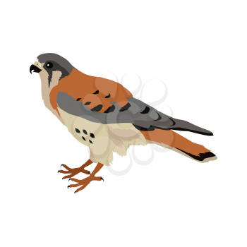 American kestrel vector. Predatory birds wildlife concept in flat style design. American fauna illustration for prints, posters, childrens books illustrating. Beautiful falcon bird seating isolated on