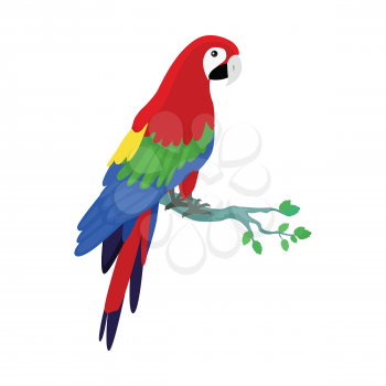Ara parrot vector. Birds of Amazonian forests in flat design illustration. Fauna of South America. Beautiful Ara parrot on branch posters, childrens books illustrating. Isolated on white.