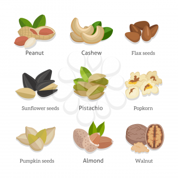Set of seeds and nuts vector. Flat design. Collection of traditional snacks. Walnut, cashew, pistachio, peanut, almond, popcorn, sunflower, pumpkin flax seeds illustrations Isolated on white