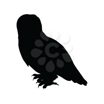 Snowy owl vector. Predatory birds wildlife concept in flat style design. North fauna illustration for ,encyclopedia, childrens books illustrating. Beautiful snowy owl bird seating isolated on white.