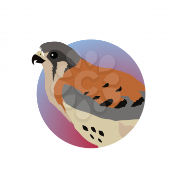 American kestrel vector. Predatory birds wildlife concept in flat style design. American fauna illustration for prints, posters, childrens books illustrating. Beautiful falcon bird seating isolated on