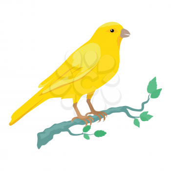 Canary vector. Domestic songbird concept in flat style design. Illustration for pet stores advertising, childrens books illustrating. Beautiful yellow canary bird seating on brunch isolated on white.