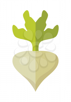 Radishes vector in flat style design. Vegetable illustration for conceptual banners, icons, app pictogram, infographic, and logotype elements. Isolated on white background.     
