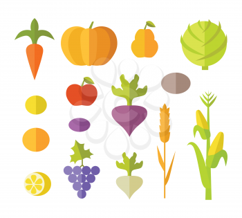 Set of fruits vegetables vector. Flat design. Carrot, pumpkin, pear, apple, cabbage, beets, radishes, lemon grapes corn potatoes illustrations for conceptual banners icons infographic