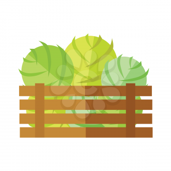 Fresh cabbage at the market vector. Flat design. Delivery farm products, grocery store assortment, foods for diet concept. Illustration of wooden box full of ripe vegetables. Isolated on white.