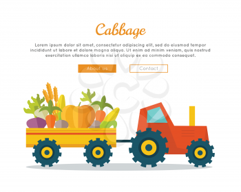 Cabbage farm conceptual banner. Flat design. Delivering fresh vegetables from farm to market. Tractor with trailer carries vegetables. Template for farmers, shops, transports company web pages.      