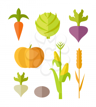 Set of vegetables vector. Flat design. Carrot, pumpkin, corn cabbage beets radishes potatoes illustrations for conceptual banners, icons, infographics. Isolated on white background.