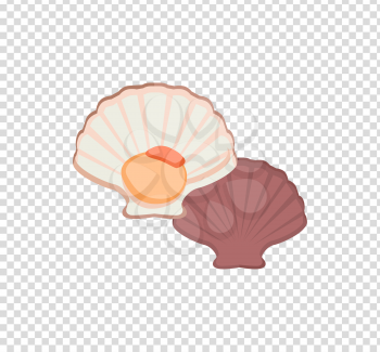 Oysters in colour variant. Seafood concept icons in flat style design. Vector illustration fresh deep-sea oyster. Beautiful shell pearl mussels.