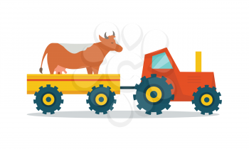 Domestic animals transportation vector. Flat design. Tractor with trailer caring cow. Cattle mowing on the farm illustration. Farming concept for meat, agricultural, transport companies. On white.    