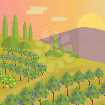 Vineyard plantation of grape-bearing vines, grown mainly for winemaking, raisins, table grapes and non-alcoholic juice. Vinegrove green valley. Part of series of viniculture production. Vector