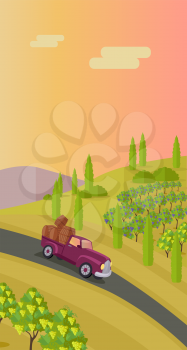 Grapes leaves in a sunny vineyard. Rural landscape with vineyard and grapes bunches. Car with wooden barrels on road. Landscape with rolling hills and valleys. Beautiful rows of grapes.