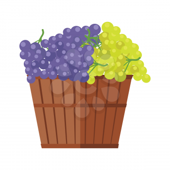 Wooden barrel with bunches of red and white wine grape. Vineyard grape icon. Wine barrel with grapes icon. Wine grape icon. Isolated object in flat design on white background. Vector illustration.