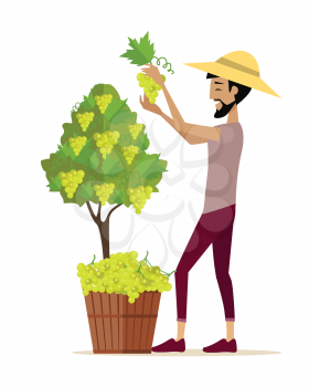 Man picking grape during wine harvest. Harvesting icon. Smiling vintner harvesting a bunch of white grapes in vineyard. Isolated object in flat design on white background. Vector illustration.