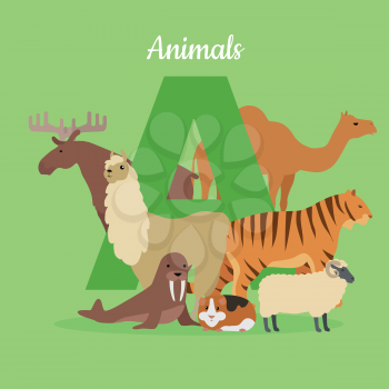 Animal alphabet vector. Flat style. ABC with animals. Camel, elk, llama, tiger, walrus, guinea pig, sheep standing on green background, letter A behind. For children s books, textbooks illustrating