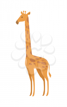 Giraffe Giraffa camelopardalis cartoon animal isolated on white. African even toed ungulate mammal, the tallest living terrestrial animal and the largest ruminant. Sticker for children. Vector