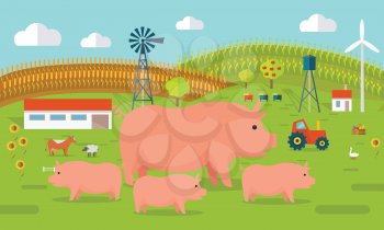 Farmyard vector illustration. Flat design. Pigs standing against the farm landscape, tractor, cow, fields on background. Organic farming concept. Traditional agriculture. Modern ecological farm.   